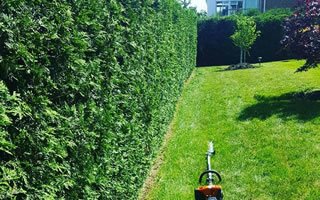 Hedge and Tree Trimming
