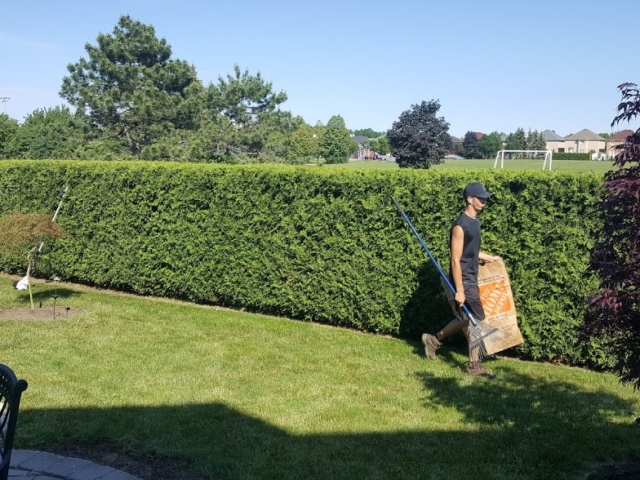 Hedge Pruning Services