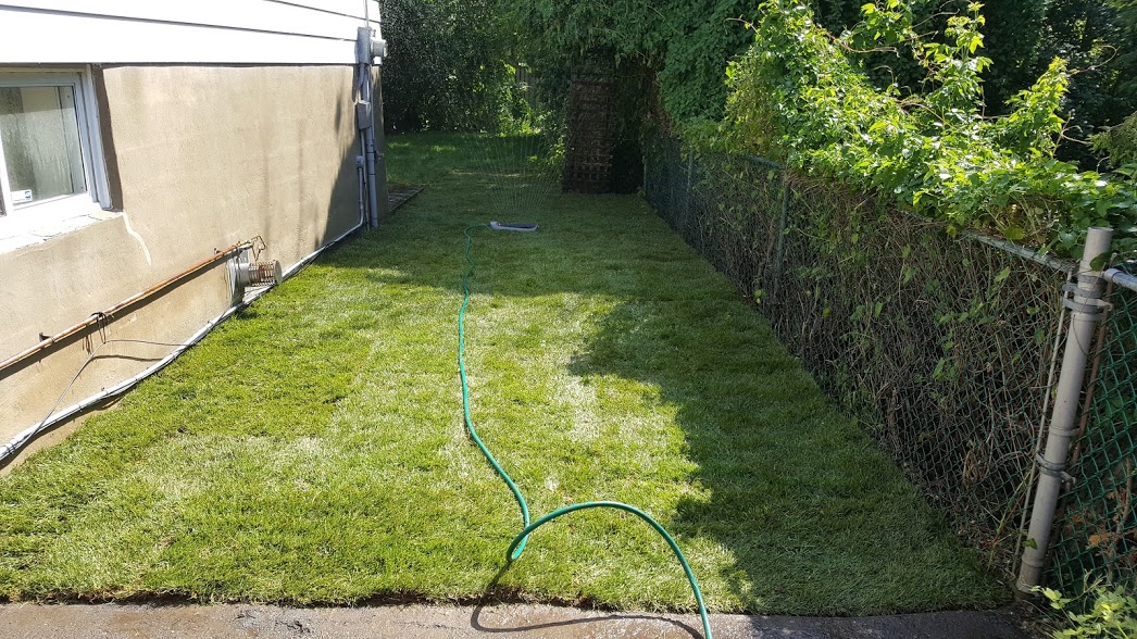 A Beautifully Installed New Sod lawn