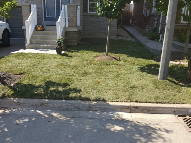New Lawn After Sod Installation