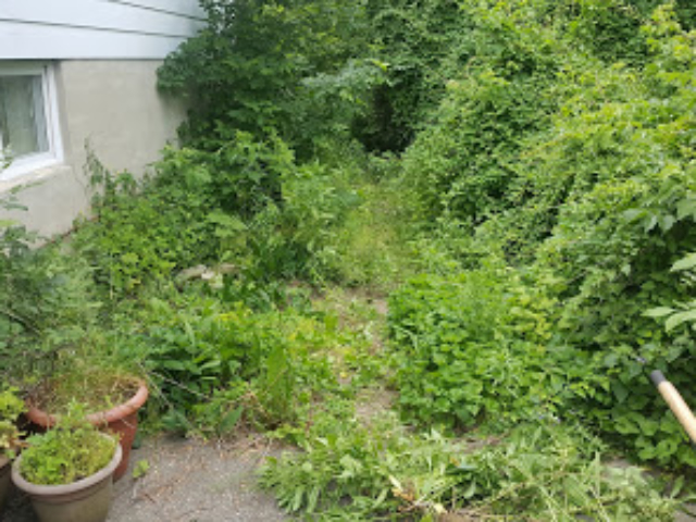 Before Lawn - Very Overgrown and Messy.