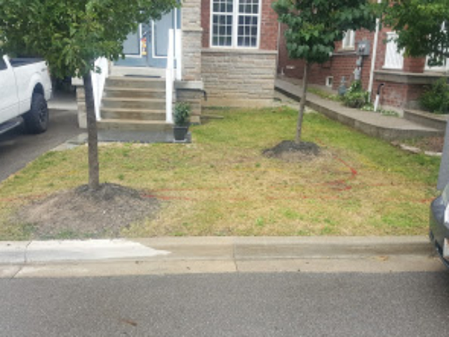 Lawn Before