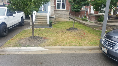 Lawn Before