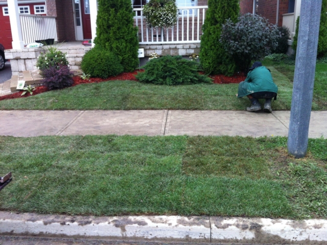 Lawn After Sod Installation