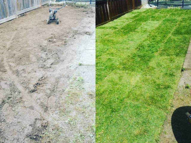 Before and After Photos of a Lawn Installation
