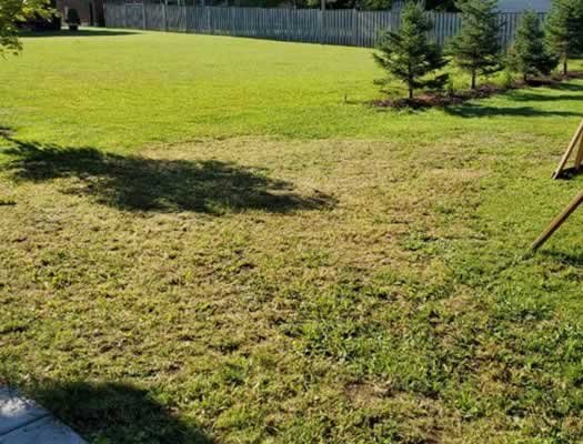 Old Lawn