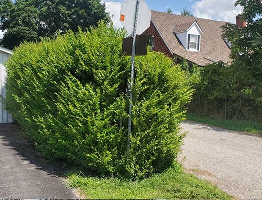 Overgrown